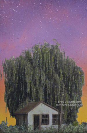 Willow by artist Eroc Johanssen the Treebook Project