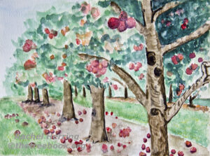 Apple Tree by artist Rachel McLaughlin the Treebook Project